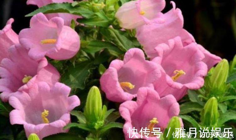 种花|养花就养4种花，好养易活花量大，颜值超高的