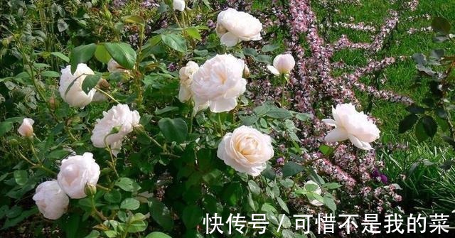 奥斯汀|推荐15种欧月月季任你选，开花最多、花量最大，超美！