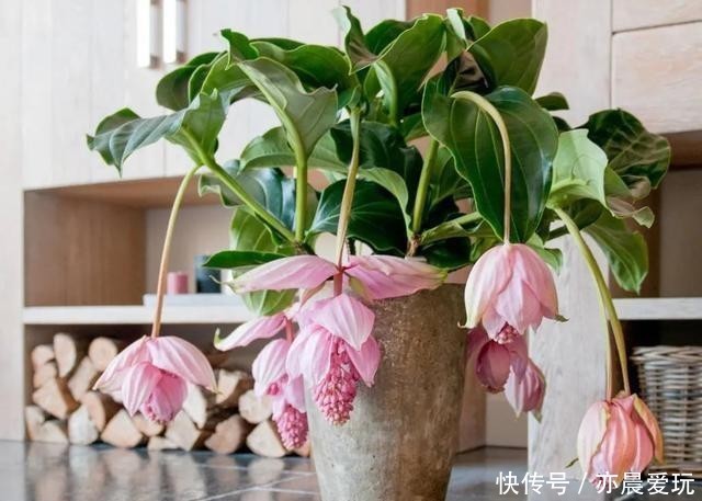  宝莲灯|送朋友一盆300块钱的花，结果被退回来了，一周成光杆，太难养了