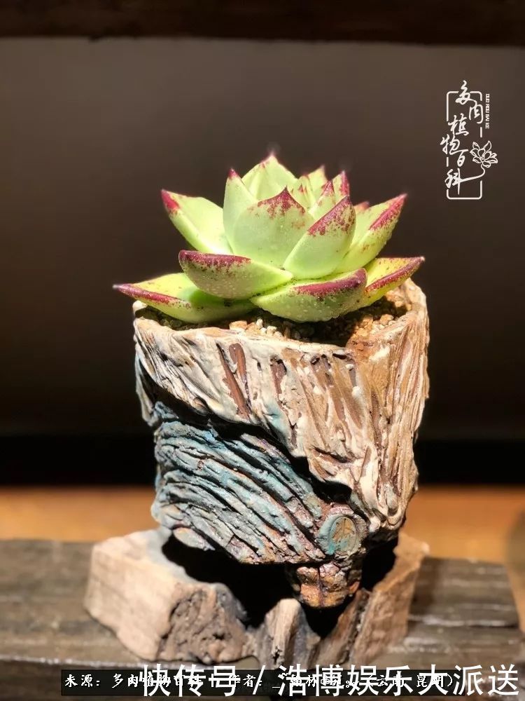 挂区|因为多肉，背井离乡来到开挂区，多肉变好看，小伙变大叔！