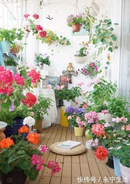 植株|卧室、客厅必养的5种花,甲醛少、空气好,家人身体倍儿健康