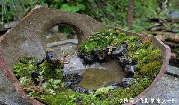 都是大爷差别真大,印象中的大爷只会挤公交,而他用破缸做盆景