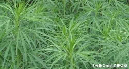 遇见|它是降压“特效药”,农村遍地可见,营养丰富价值高,遇见别错过