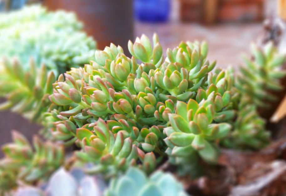 多肉叶|多肉叶插育苗：从摘叶子到出苗，这些小细节都该多注意