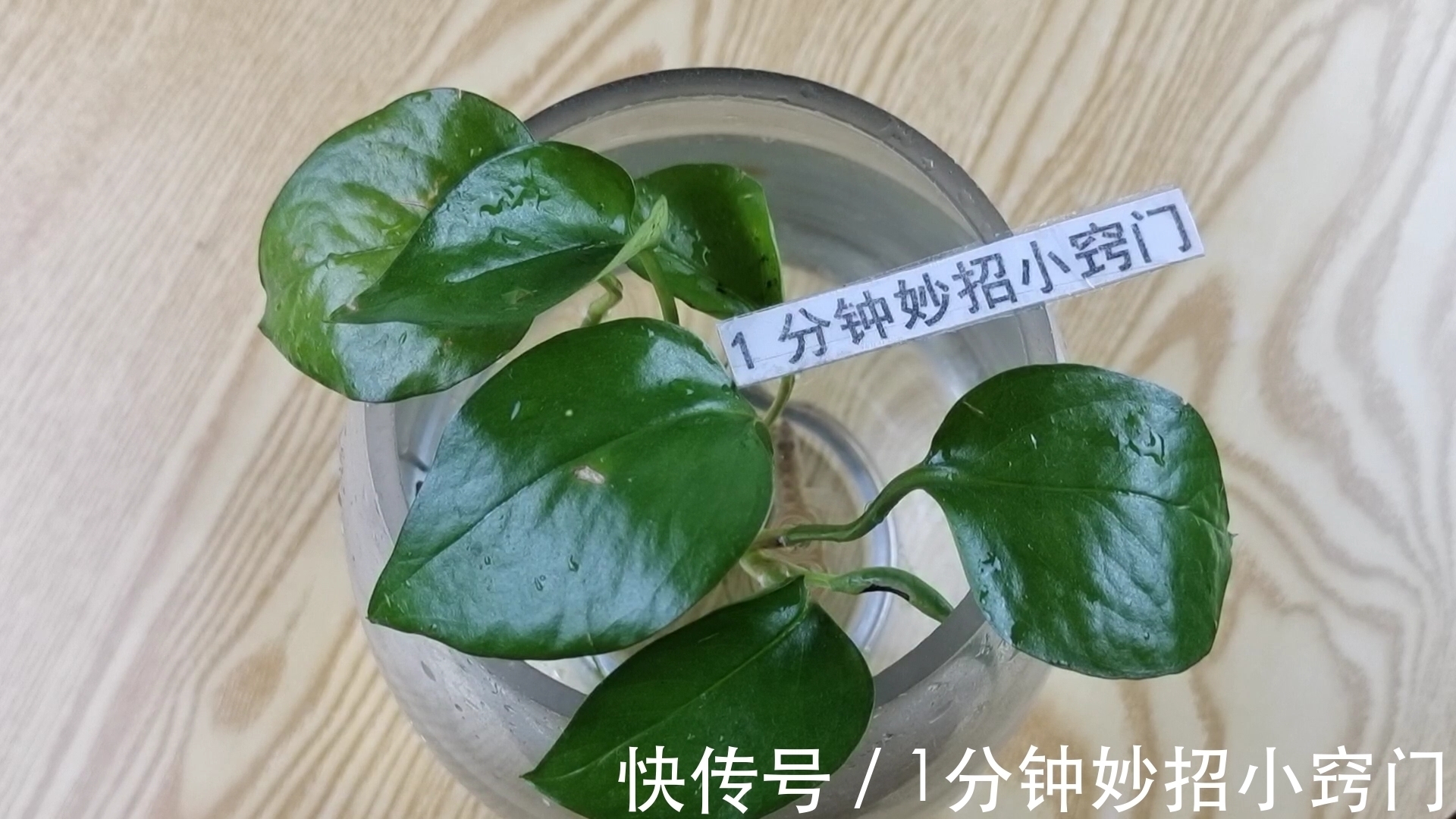 原来绿萝是有毒的!家里养绿萝的快看看,看完又涨知识了