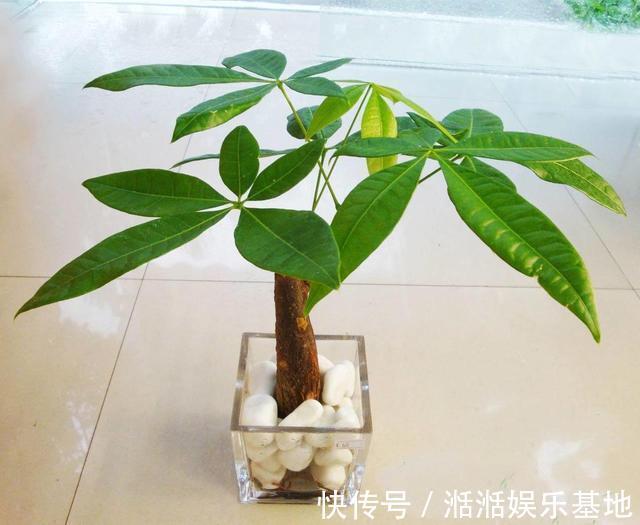 叶子|发财树最怕这几个点,平日养护要注意,不怕黄叶烂根养不活