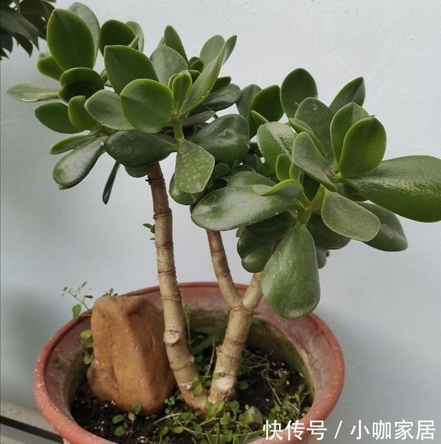  老桩|3种常见的植物，轻松养成老桩盆景，漂亮又美观