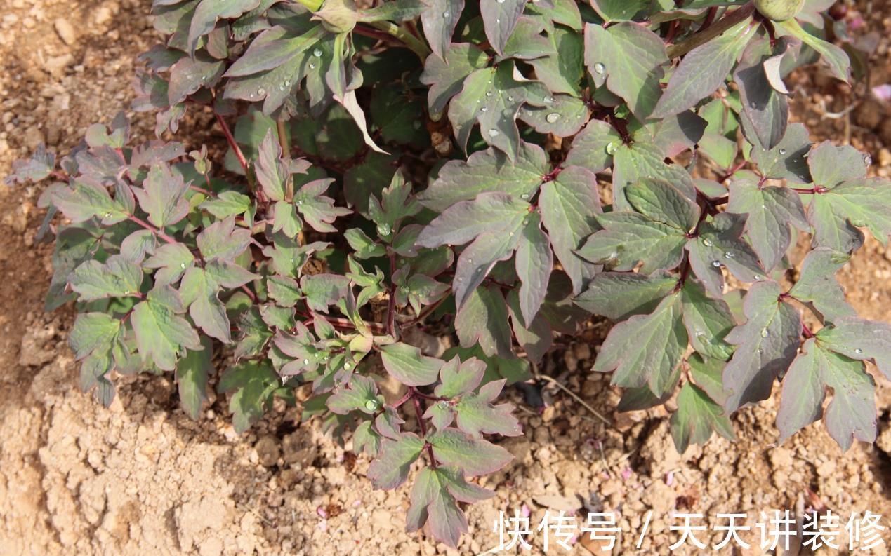 煤炭球|烧完的煤炭球养花前,需先按这些步骤处理、用