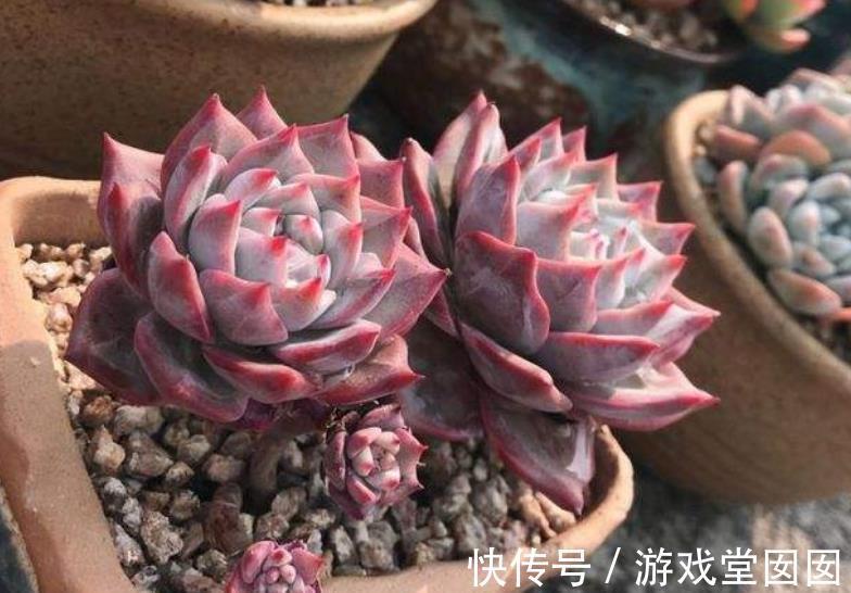 新手养多肉粉蓝鸟，牢记3个要点，不摊大饼穿裙子，叶片紧凑红润
