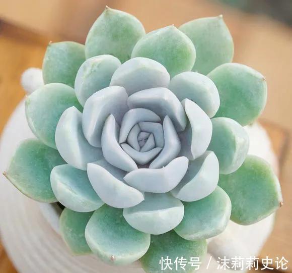 昔日的多肉王,如今已经烂大街,人见人讨厌