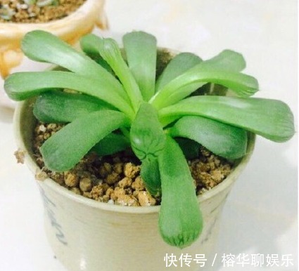 别人家和我家“多肉”对比图,能养得“丑”出境界的,真是辛苦了