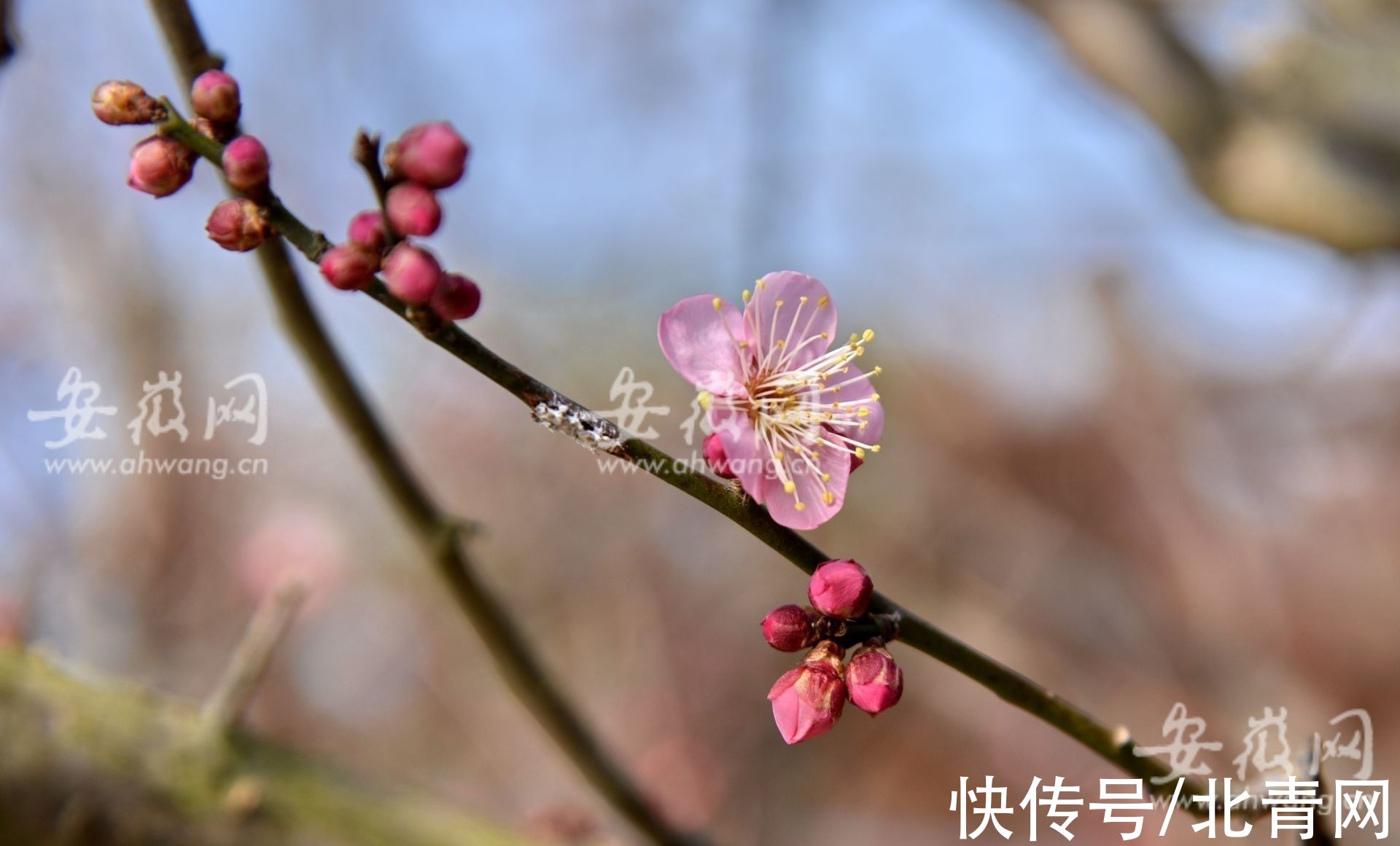 梅园|淮南梅园梅花绽放 市民前往游玩（组图）