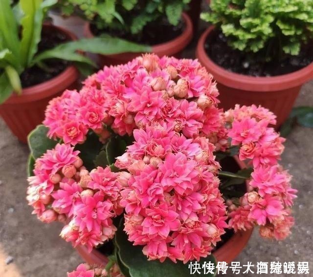 根系|长寿花养养打蔫了,“对症”救治,轻松恢复,年年看花!