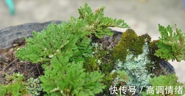 植物#岩石缝里一种小草，既可药用，又可观赏，稍作处理，便成精美盆栽