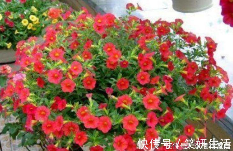 几款花卉养在阳台美极了，花艳易爆盆，开花幽香暗淡