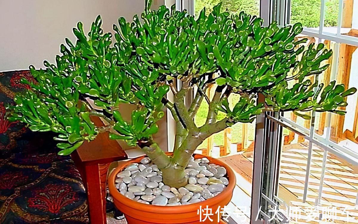 公认的6种吉祥花,株型奇特寓意好,还能吸废气,大人孩子都喜欢