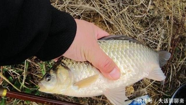 怪不得鲫鱼上了一条又一条,原来这才是春钓必修课,白瞎了