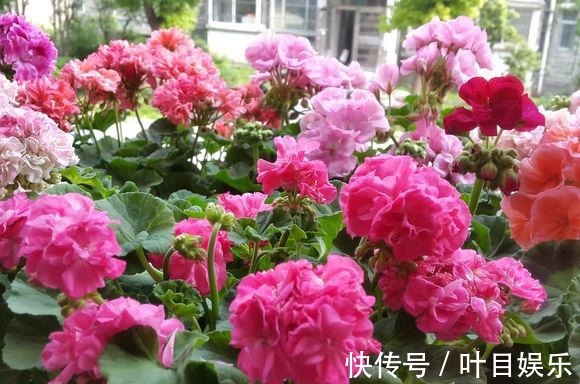 兴趣爱好|1种花太疯狂,花开300多天,剪根枝条插水里就活,当年就开花!