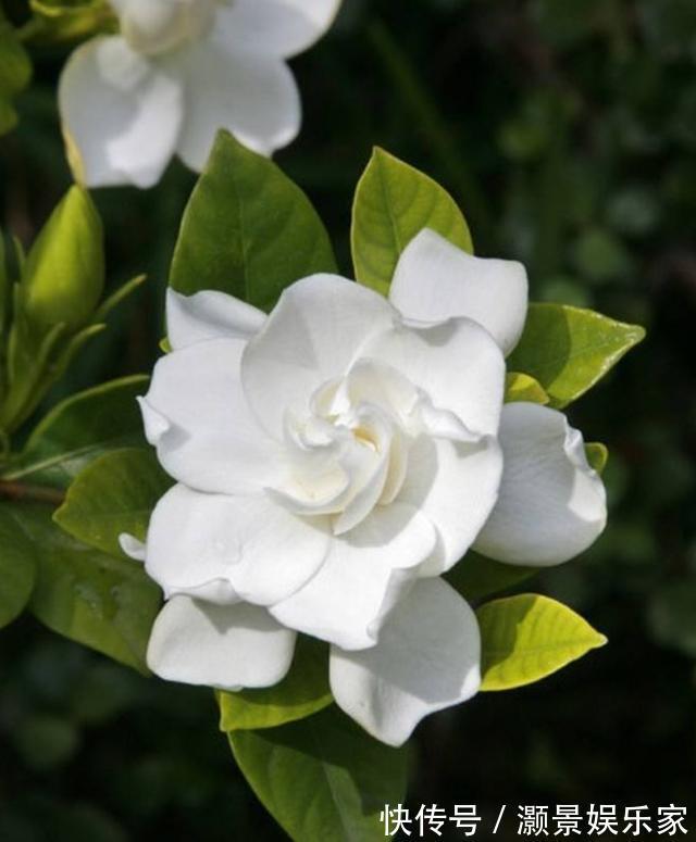 栀子花有“花苞”却不开花教你几个小妙招,雪白的花轻松开爆盆
