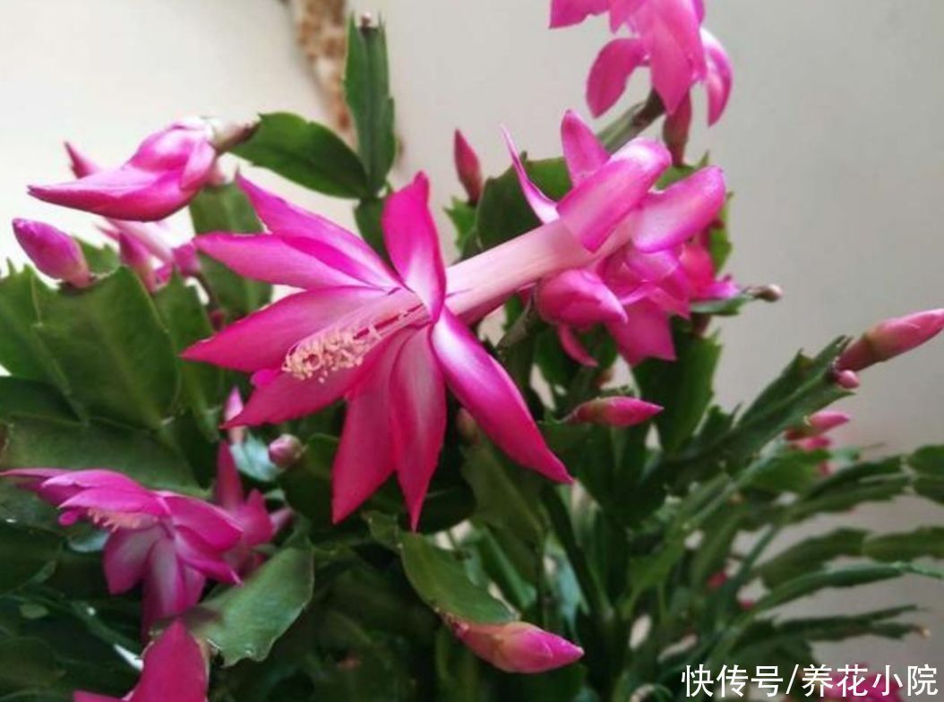 浇水|养长寿花蟹爪兰，别只顾浇水，用上“1种肥”，花苞稠密早开花