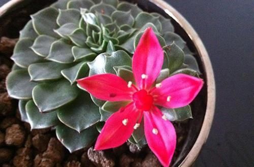 此款多肉植物,冷门不受欢迎,看过它开花才后悔,原来是花仙子