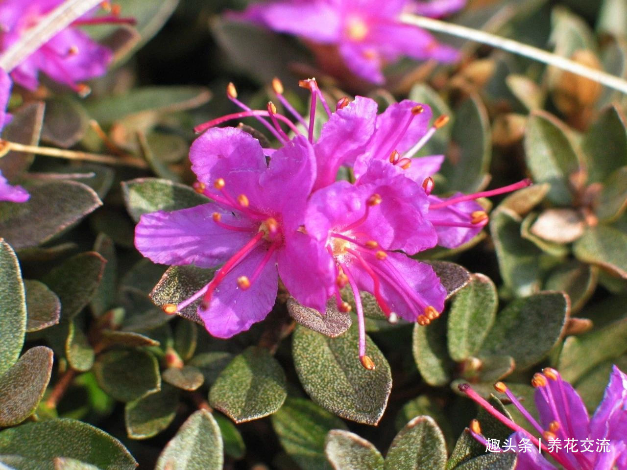 耐寒|13种耐寒的盆栽花卉，零下20多度可存活，大部分南方也能种