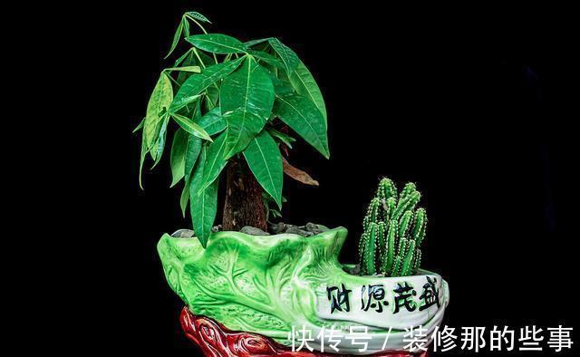 橡皮树|天越来越热,以下绿植却没有休眠,多浇水多施肥,反而生长快