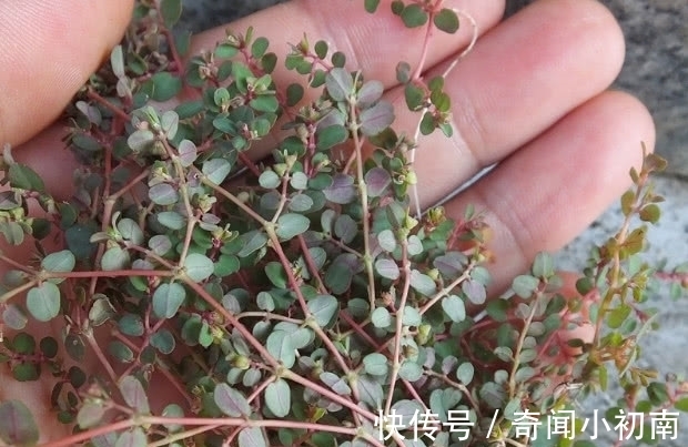 地锦草|这野草被叫“牛奶草”,农村多见无人理,殊不知是好药20元一斤