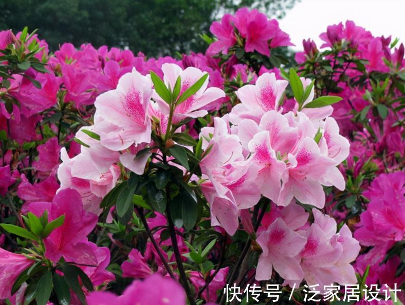 土壤|一款适合家庭盆栽的花卉，比菊花好看，成片栽种则如“映山红”