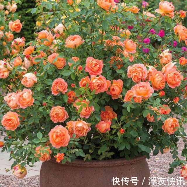 秋季养月季,“3多3少”很重要,占尽秋天芳华,冬天前开出最美花
