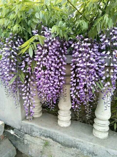 33种花，33首歌，太美了！