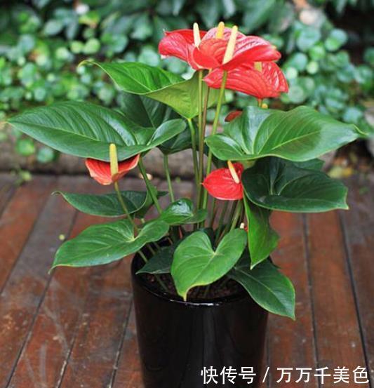 红掌|养花5年，一直保留的4种花，皮实好养颜值高，美极了