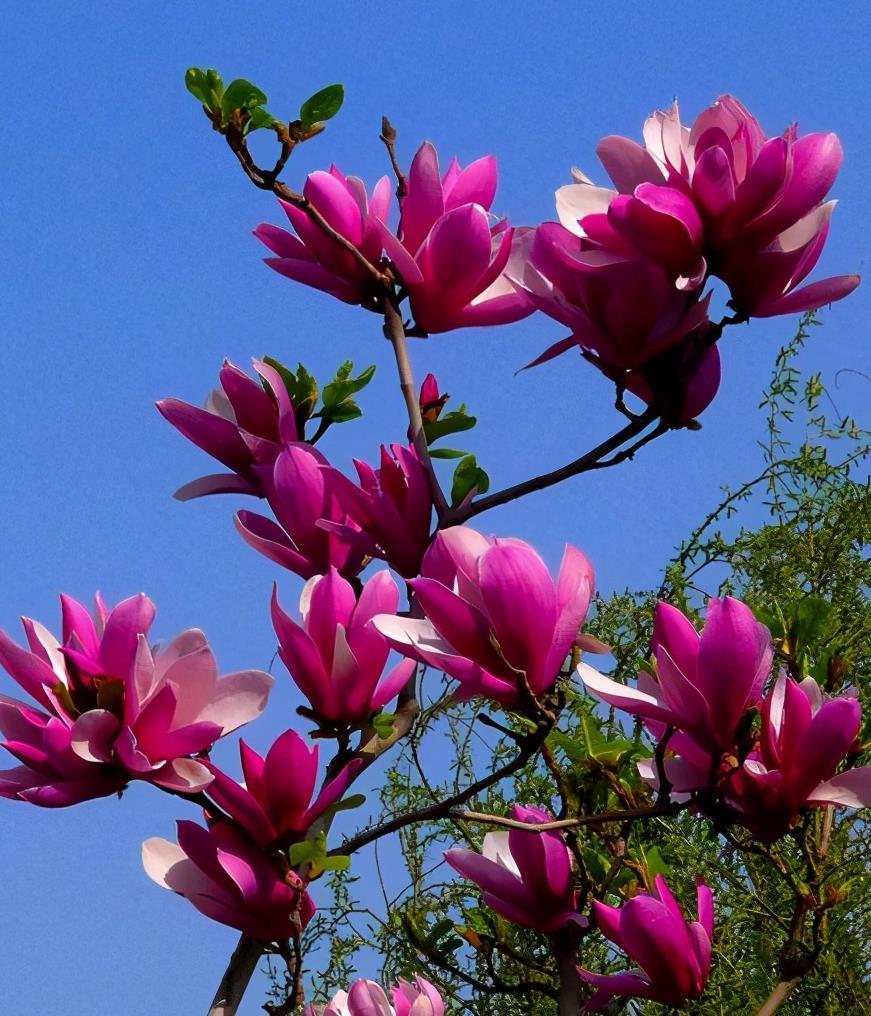 4种自带“体香”的花,花大色艳香气足,阳台养一盆,人人闻香气