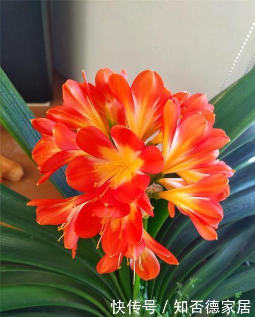  大白|养君子兰先养根，了解掌握3个要点，养出大白根，嗖嗖挤满盆！