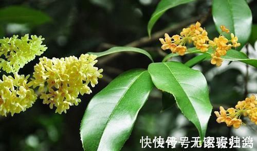 家门前别乱种树,这3种树镇宅又养人,很多人都忽视了