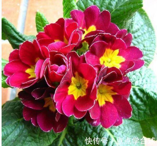 玫瑰|4种花号称开花能手，不用管也能繁花似锦，花色美轮美奂