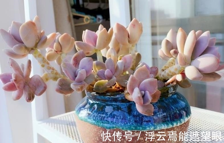 冬天担心多肉被冻伤?试试这3款,冻一冻长满盆,颜色迷人惹人爱
