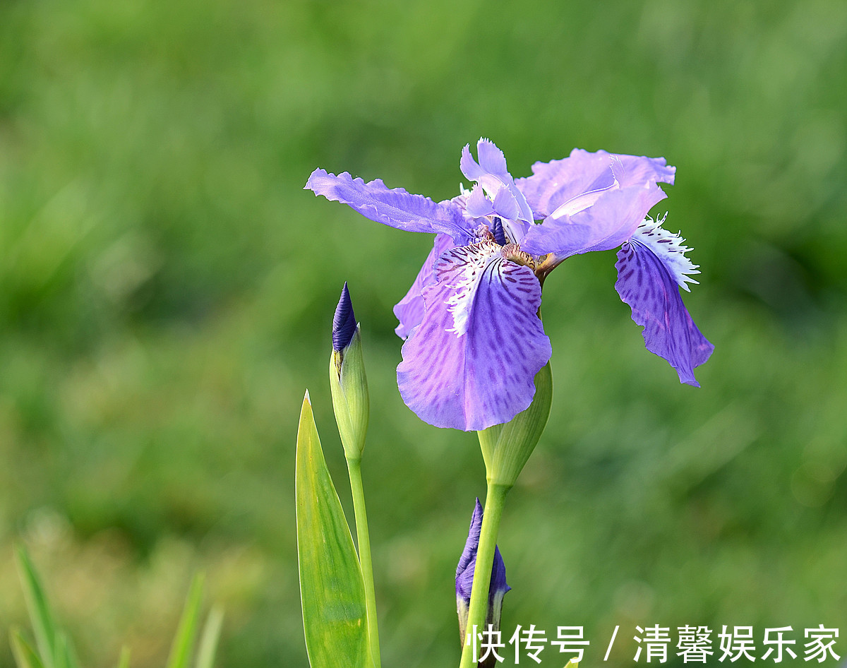 花裙子|此花被法国人视为国花，花枝招展，非常迷人，象征着一颗优雅的心