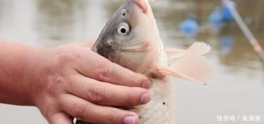 钓野生鲤鱼,调漂调钝好还是调灵好我来教你,学会后使劲上大鱼