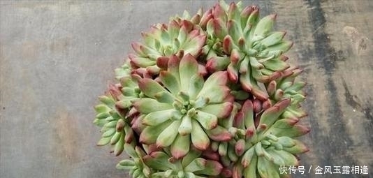 多肉出现老叶子,要不要摘掉?熟知2个后果,你就知道了!