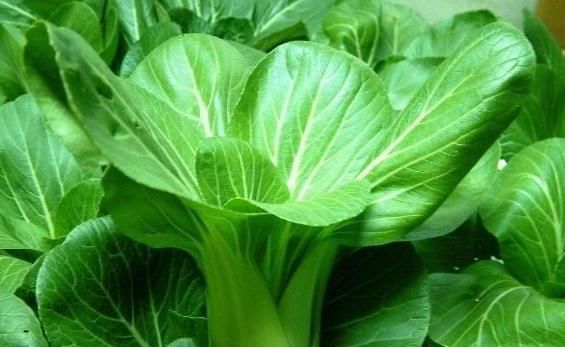 常吃|常吃青菜对健康有益,最好别此样吃,可惜还有人不清楚!