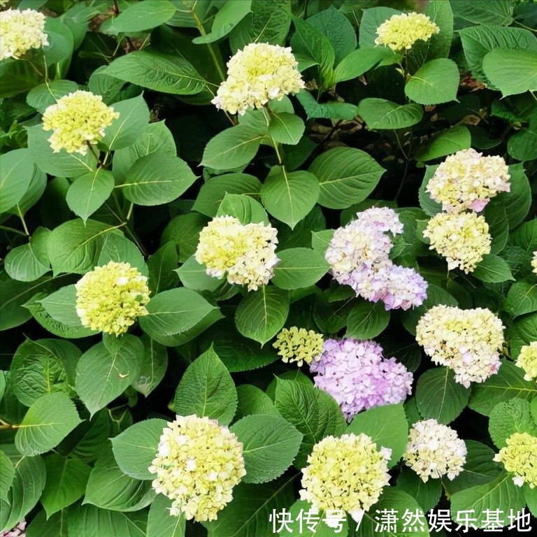 8种“漂亮花”,都可以扦插,剪个枝条就成活,省下很多钱