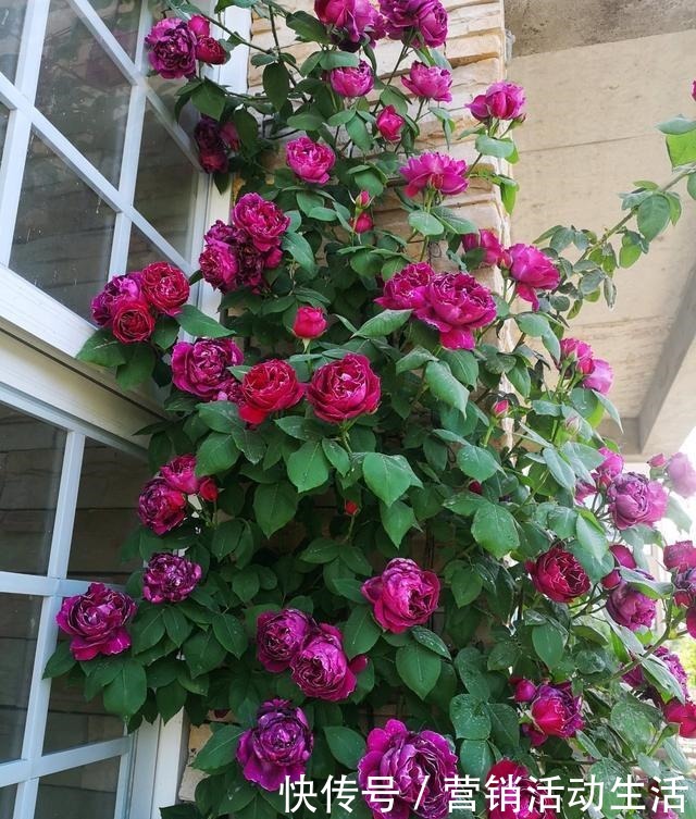 此是“世界名花”，好养如绿萝，清香如兰花，庭院阳台都能养！