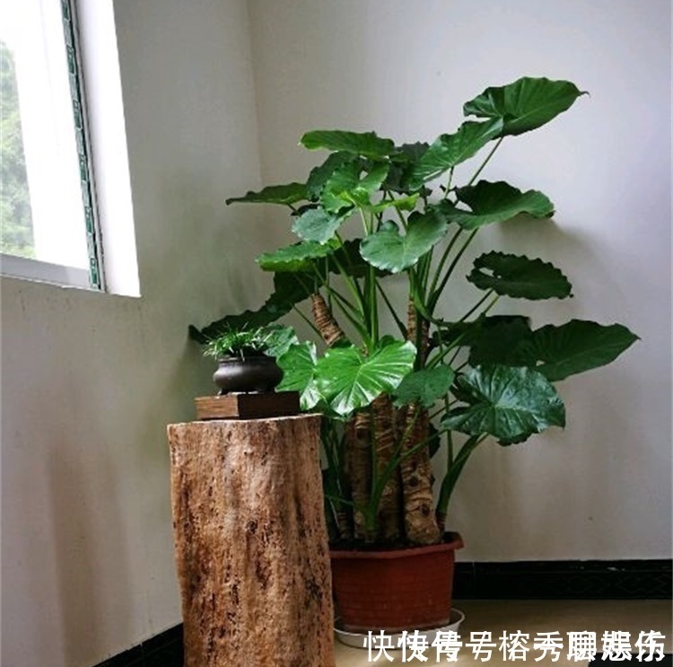 生物碱|四种不宜养在室内的花,长得好看,却带毒,尽量别养在室内