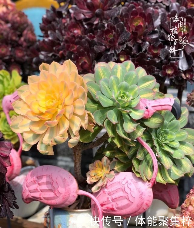 在茜的多肉小院里，花时间种快乐！在茜的多肉小院里，花时间种快乐！