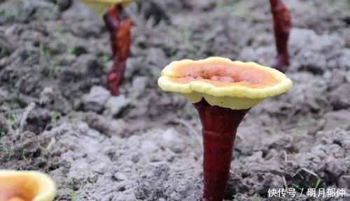 被誉为“仙草”炒到上万一斤,如今堆成山没人要,农民:成笑话