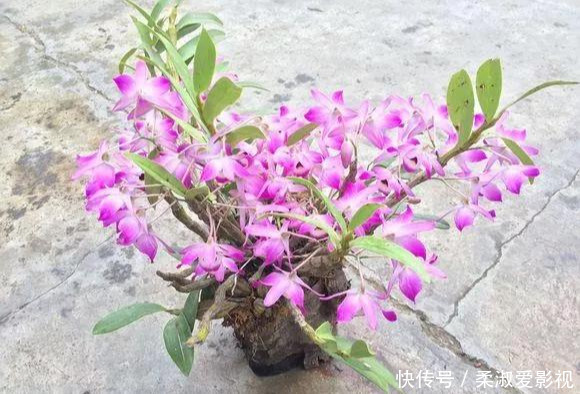 门前石头上长了一丛草,朋友出1000元来买,开起花来真漂亮!