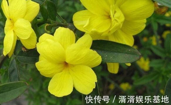 花语|家中养盆“迎春花”花语相爱到永远，开花90天，美家首选