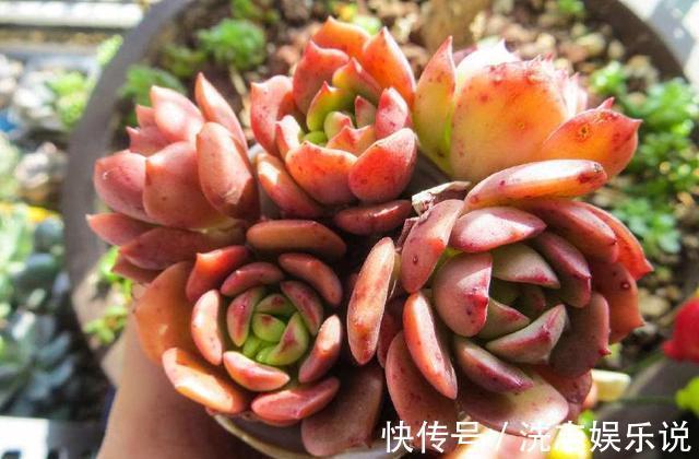 多肉想美,全靠浇水!教你详细攻略,又美又胖,还不长虫