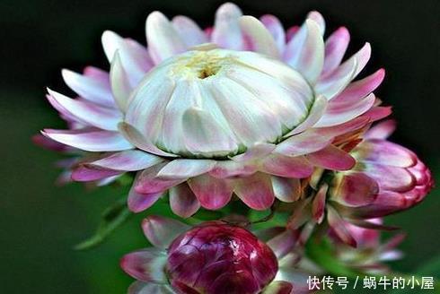 被名字耽误的“三种花”，颜值高又皮实，放角落也能自己长